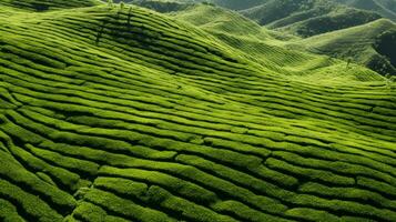 ai generiert Grün Tee Plantage, oben Aussicht Textur foto
