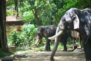 asiatisch Elefanten auf Kerala Elefant Lager Lager Bilder. foto