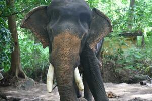 asiatisch Elefanten auf Kerala Elefant Lager Lager Bilder. foto