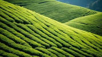 ai generiert Tee Plantage Landschaft, oben Aussicht Textur foto