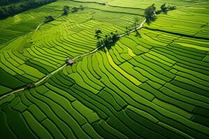 üppig Grün Reis Felder Drohne Sicht. heiter Landschaft Landschaft Fotografie. ai generativ foto