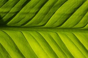 Textur Hintergrund von ein Pflanze Blatt zum Overlay oder Textur Design Muster foto