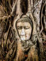 ein Buddha Kopf ist im das Wurzeln von ein Baum foto