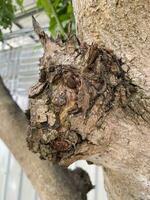 ein Nahansicht Schuss von ein Baum mit ein Grün Blatt foto