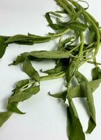 roh ungekocht nicht damit frisch Grün Wasser Spinat oder Kangung. Gemüse Kochen Zutaten Fotografie isoliert auf einfach Weiß Hintergrund. foto