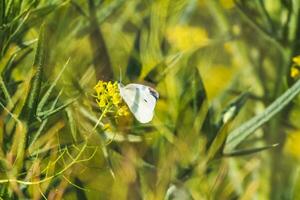 schön und schön Süss Hintergrund mit ein Schmetterling Insekt auf ein Blume foto