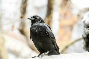 ein schwarz Vogel ist Sitzung auf ein Leiste foto