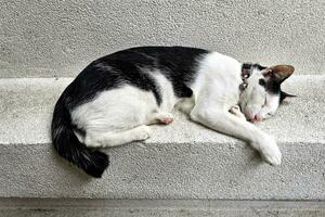 schläfrig Katze auf Weiß Mauer. foto