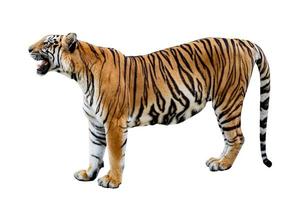 Tiger weißer Hintergrund isolieren Ganzkörper foto