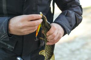 das Fischer entfernt das gefangen Pike Fisch von das Haken. foto