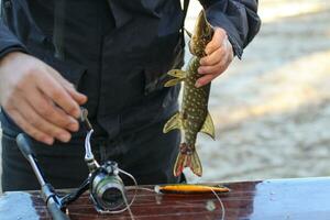 das Fischer entfernt das gefangen Pike Fisch von das Haken. foto