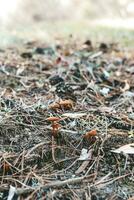 Landschaft Herbst Wald warm braun wird bearbeitet. foto