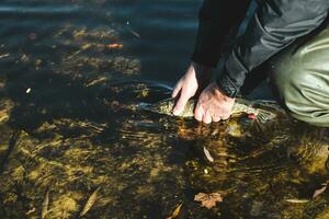 das Fischer Veröffentlichungen das gefangen Pike Fisch zurück in das Fluss. foto