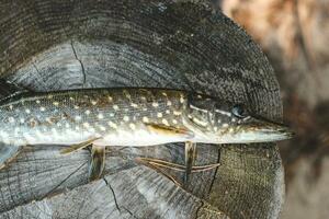 Pike Fisch gefangen durch ein Fischer mit ein Wunde von ein beissen, Erkrankung. foto