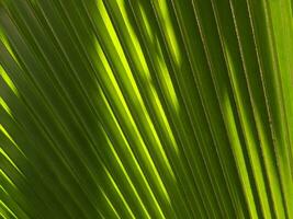 schließen oben schön Palme Blatt Hintergrund mit Licht Strahl. foto