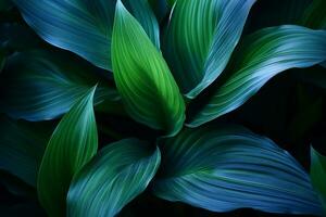 Nahansicht Detail Makro Textur hell Blau Grün verlassen tropisch Wald Pflanze Spathiphyllum Cannifolium im dunkel Natur Hintergrundkurve Blatt Blumen- botanisch abstrakt Desktop Hintergrund. generativ ai. foto