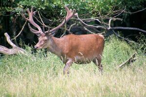 ein Aussicht von ein rot Hirsch im das wild im Cheshire foto