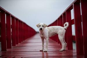 obdachlos Hund Stehen auf rot Holz Brücke foto