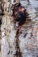 laubabwerfend Baum bellen. strukturell Hintergrund foto