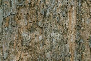 laubabwerfend Baum bellen. strukturell Hintergrund foto