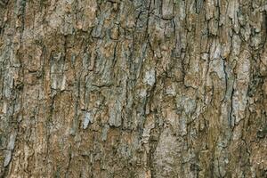 laubabwerfend Baum bellen. strukturell Hintergrund foto