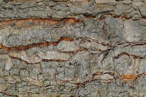 laubabwerfend Baum bellen. strukturell Hintergrund foto