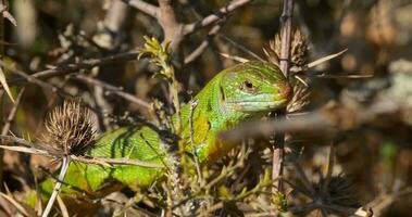 Porträt von ein Grün Eidechse im wild Natur foto