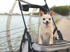 glücklich braun kurz Haar Chihuahua Hund Stehen im Haustier Kinderwagen auf gehen Weg Zaun durch Wasser im das See. lächelnd und suchen beim Kamera. foto