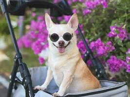 glücklich braun kurz Haar Chihuahua Hund tragen Sonnenbrille, Stehen im Haustier Kinderwagen im das Park mit lila Blumen Hintergrund. lächelnd und suchen beim Kamera foto