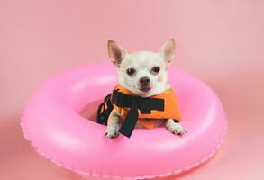 Süßer brauner Kurzhaar-Chihuahua-Hund mit orangefarbener Schwimmweste oder Schwimmweste, der in einem rosafarbenen Schwimmring sitzt, isoliert auf rosafarbenem Hintergrund. foto