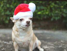 braun kurz Haar Chihuahua Hund tragen Santa claus Hut Sitzung auf im das Garten. Weihnachten und Neu Jahr Feier. foto