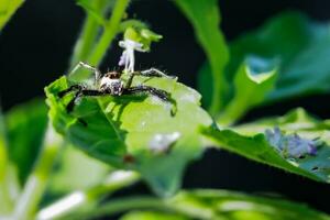 Makro Bild von ein klein Spinne warten zu Fang es ist Beute auf ein Blatt. foto