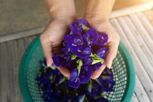 Hände sind halten Klitoris ternatea oder frisch Schmetterling Erbse Blume Hintergrund foto