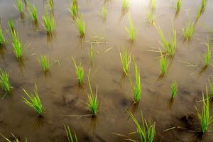 Aussaat Grün Feld von Reis mit Wasser foto