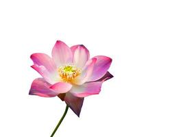 Lotusblume lokalisiert auf weißem Hintergrund. foto