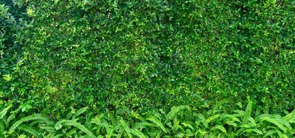 Grün Blätter Hintergrund von Ficus annulata oder Banyan Baum Blatt foto