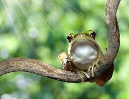 Roter-Augen-Laubfrosch foto