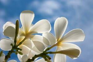 weiße Plumeria-Blüten foto