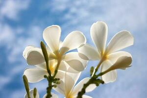 weiße Plumeria-Blüten foto