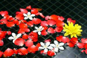 Blütenblätter Blume auf Wasser foto