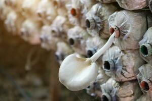 Pilz Spore Taschen auf das Bauernhof foto