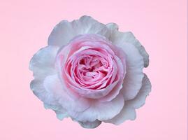 Rosa Rose isoliert auf Sanft Rosa Hintergrund zum Ihre Valentinstag Design Konzept foto