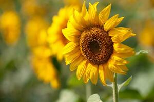 Sonnenblume Spezies von Thailand foto