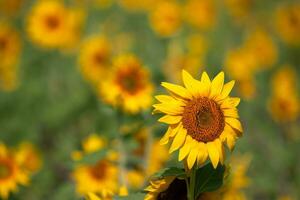 Sonnenblume Spezies von Thailand foto