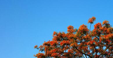 Orange königlich Poinciana im Blau Himmel Hintergrund foto