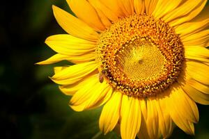 Sonnenblume Spezies von Thailand foto