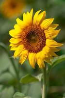 Sonnenblume Spezies von Thailand foto