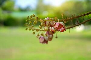 Kanonenkugel Blume oder foto