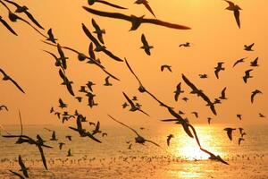 fliegend Silhouette Vogel foto