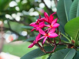 Plumeria Blumen Nahansicht auf Grün Hintergrund foto